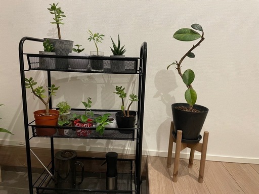 値段ご相談ください❗️本日限り❗️オシャレな観葉植物と鉢とスタンドのセット?