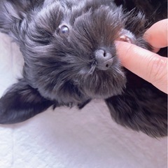 急募 成犬＆4ヶ月の🐶の里親探してます*写真upしました - 犬