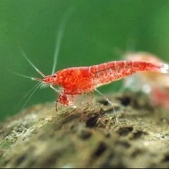 飼育エビ⑫ピクシーシュリンプ ホロホロ　の画像