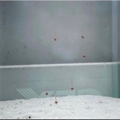 飼育エビ⑫ピクシーシュリンプ ホロホロ　の画像
