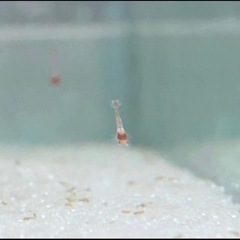 飼育エビ⑫ピクシーシュリンプ ホロホロ　