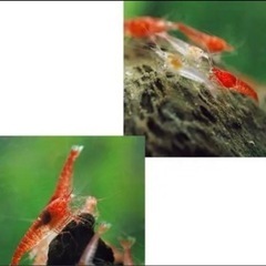飼育エビ⑫ピクシーシュリンプ ホロホロ　の画像