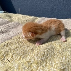 先日かわいい子猫が誕生しました！ 現在は母猫のもとで元気にすくす...