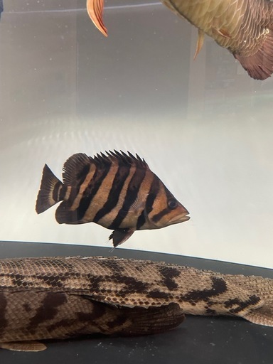 ダトニオプラスワン
