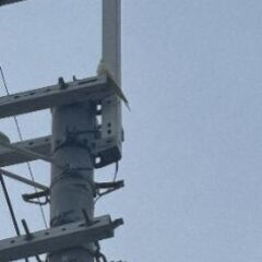 交野市向井田2-1-5電柱に私のインコ