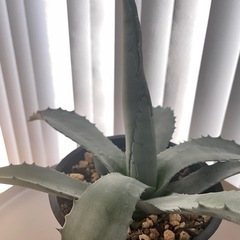 アガベアメリカーナ鉢植えドライガーデン植物多肉植物 (rr) 木津 アガベアメリカーナ鉢植えドライガーデン植物多肉植物 (rr) 木津