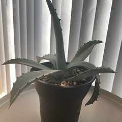 アガベ　アメリカーナ　鉢植え　ドライガーデン　植物　多肉植物の画像