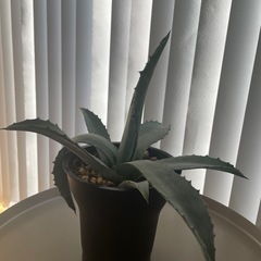 アガベ　アメリカーナ　鉢植え　ドライガーデン　植物　多肉植物