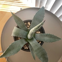 アガベ　アメリカーナ　鉢植え　ドライガーデン　植物　多肉植物の画像