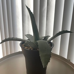 アガベ　アメリカーナ　鉢植え　ドライガーデン　植物　多肉植物の画像