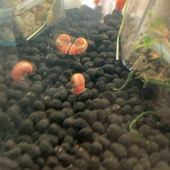 レッドラムズホーン　10匹セットの画像