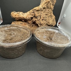 クワガタ【早いもの勝ち❗️】パラワンオオヒラタクワガタ幼虫×2 ...