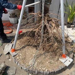 伐採、抜根、草刈り、砂利撒き、防草シート貼りなど - 彦根市