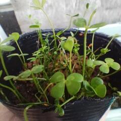 ヨーロピアンウォータークローバー🍀④ひと鉢水上葉水草浮き草の画像