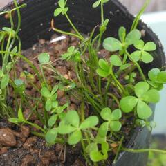ヨーロピアンウォータークローバー🍀④ひと鉢水上葉水草浮き草の画像