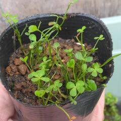 ヨーロピアンウォータークローバー🍀④ひと鉢水上葉水草浮き草の画像