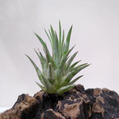 イオナンタ ギガンテ (ヒガンテ)
T.ionantha ’Gi...