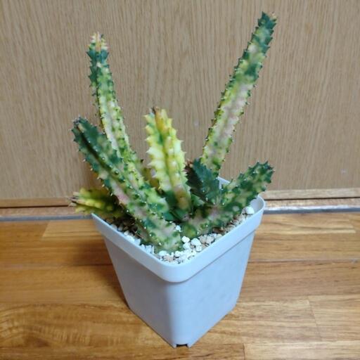 多肉植物ゼブリナ錦(フェルニア属) (気持ちの配達員) 首里の家庭 多肉植物ゼブリナ錦(フェルニア属) (気持ちの配達員) 首里の家庭