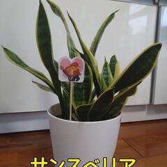 サンスベリア　多肉植物