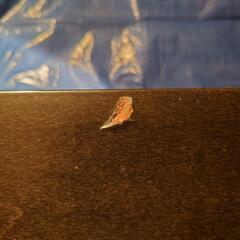 はめ込み式 床材 フロア材 黒 30枚の画像