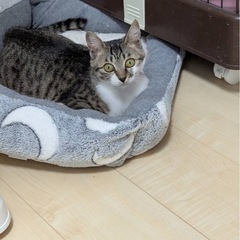 ❤️キジシロ❤️2歳メス🐈先住猫ちゃんのお友達に❤️ - 猫