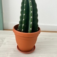 柱サボテン 譲ります