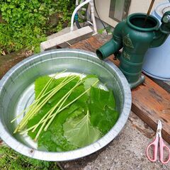農業経験のある方　野菜作り教えて下さい　一緒に畑作り　横須賀・横浜