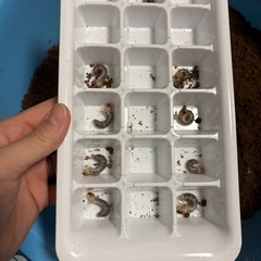 エラフスホソアカクワガタ幼虫6頭の画像