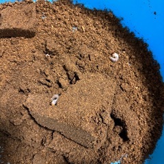 エラフスホソアカクワガタ幼虫6頭の画像