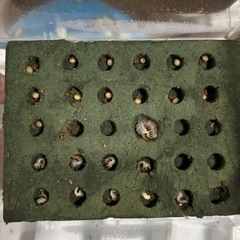 エラフスホソアカクワガタ幼虫6頭の画像
