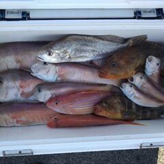 ゴールデンウィークのみ　船釣り乗船者募集します。