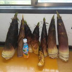 タケノコ、ハチク8本（広島産、無農薬）　