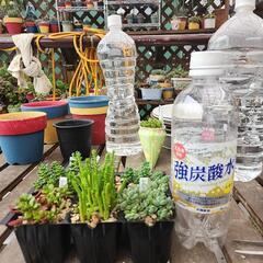(お話し中)多肉植物　セダム系6種類セットの画像