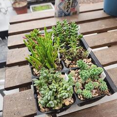 (お話し中)多肉植物　セダム系6種類セットの画像