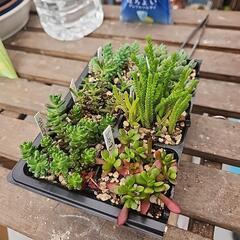 (お話し中)多肉植物　セダム系6種類セットの画像