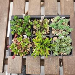 (お話し中)多肉植物　セダム系6種類セットの画像