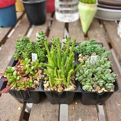多肉植物　セダム系6種類セット