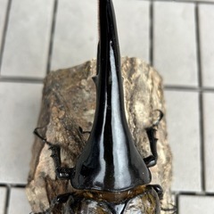 値下げ　ヘラクレスオオカブト3令幼虫ペア　②の画像