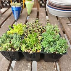 多肉植物　６種草系
