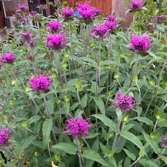 花の苗　ベルガモット(モナルダ)
