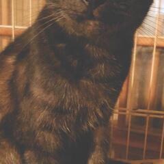 まめまめのひとりごと - 猫