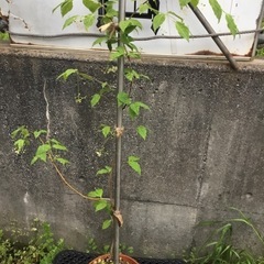 ツリバナ　９０センチ
