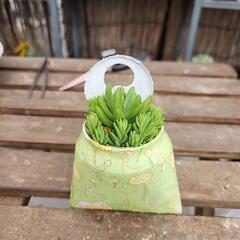 多肉植物寄せ植えアルミ缶八千代