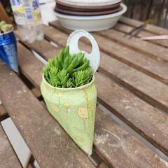 多肉植物寄せ植えアルミ缶八千代の画像