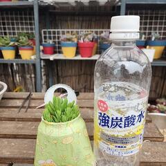 多肉植物寄せ植えアルミ缶八千代の画像