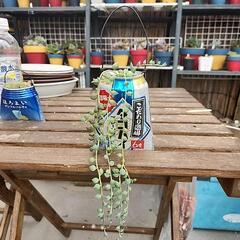 多肉植物グリーンネックレス