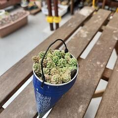 (お話し中)多肉植物マジョールの画像