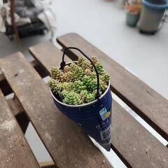 (お話し中)多肉植物マジョールの画像