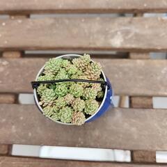 (お話し中)多肉植物マジョールの画像