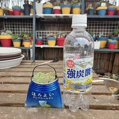 (お話し中)多肉植物マジョールの画像